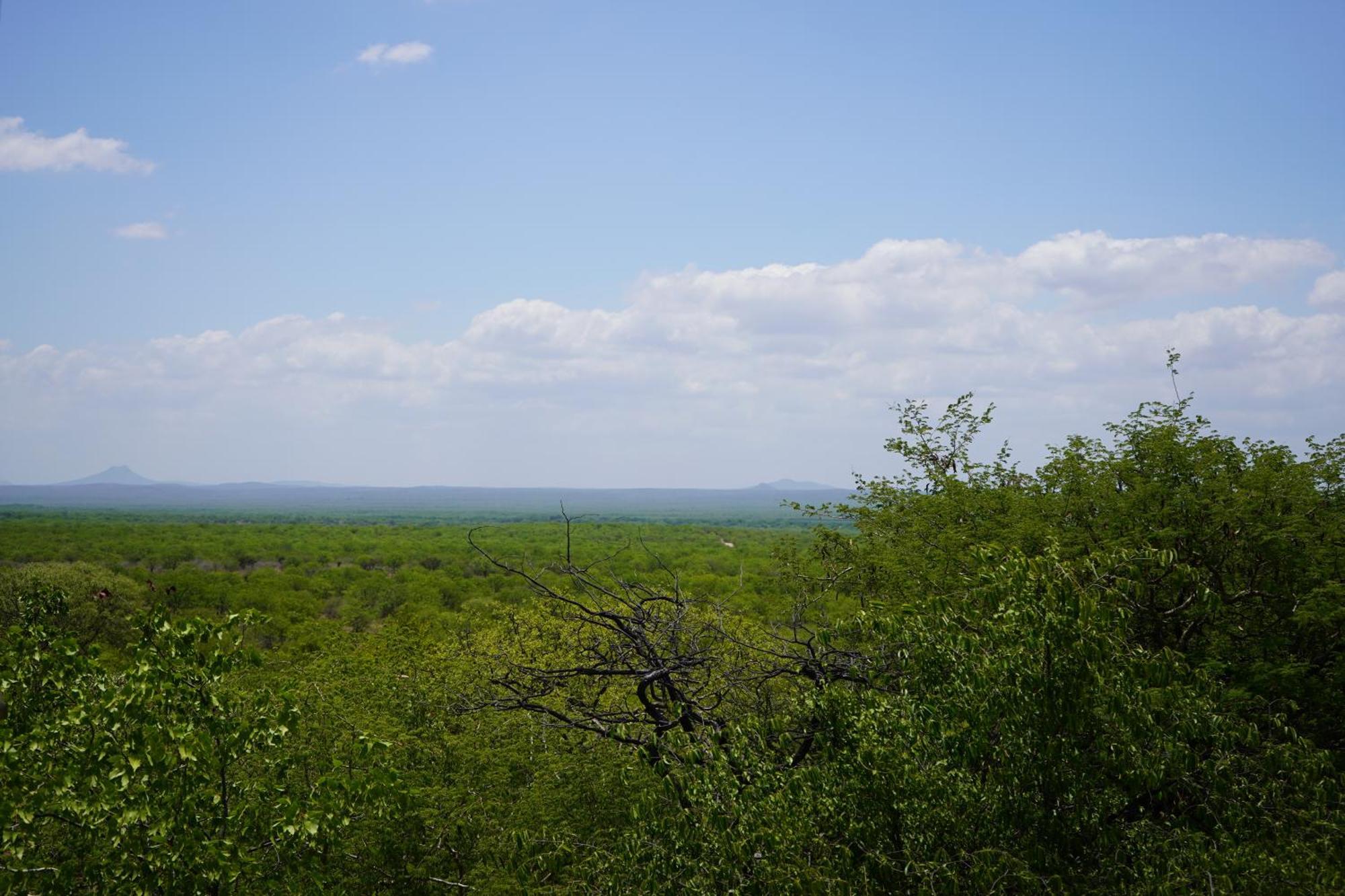 Mopane Bush Lodge Linton Room photo